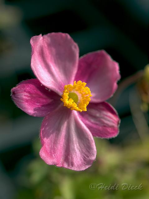 Hadspen Abundance.jpg - Anemone hybr Hadspen Abundance